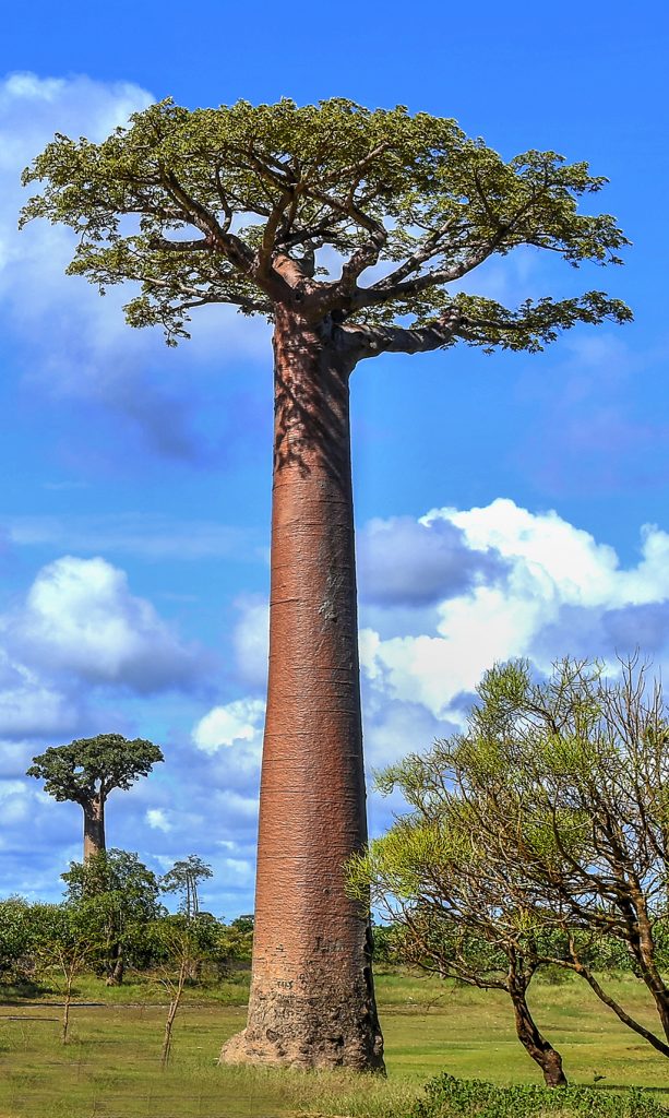 madagascar travel